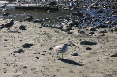 A limping bird on the south side of Linda Mar beach (Tony Acuna)