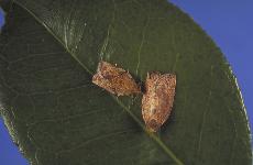 CheckMate, a relatively untested chemical, will attempt to eliminate these moths who threaten Californias crops ()