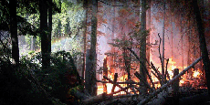 Fires raged in Yosemite through July 28th 2008 ()