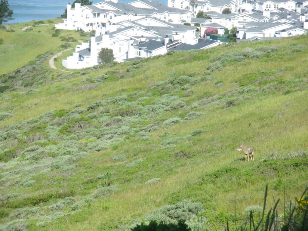 A coyote wandering close to Skyline College campus (Stephen Benoit)
