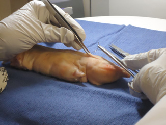 A student suturing up the foot of a pig. (JJ Valdez)