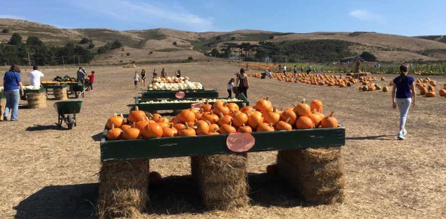 Bob’s Pumpkin Farm – a quintessential autumn coastal experience