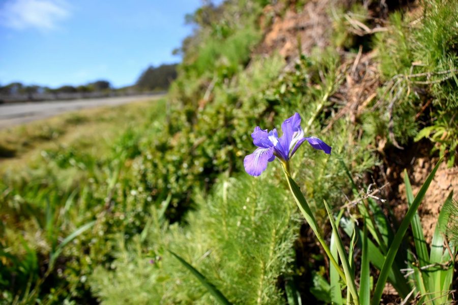 Colorful plants, such as this blue toadflax, surround Sweeney Ridges. 