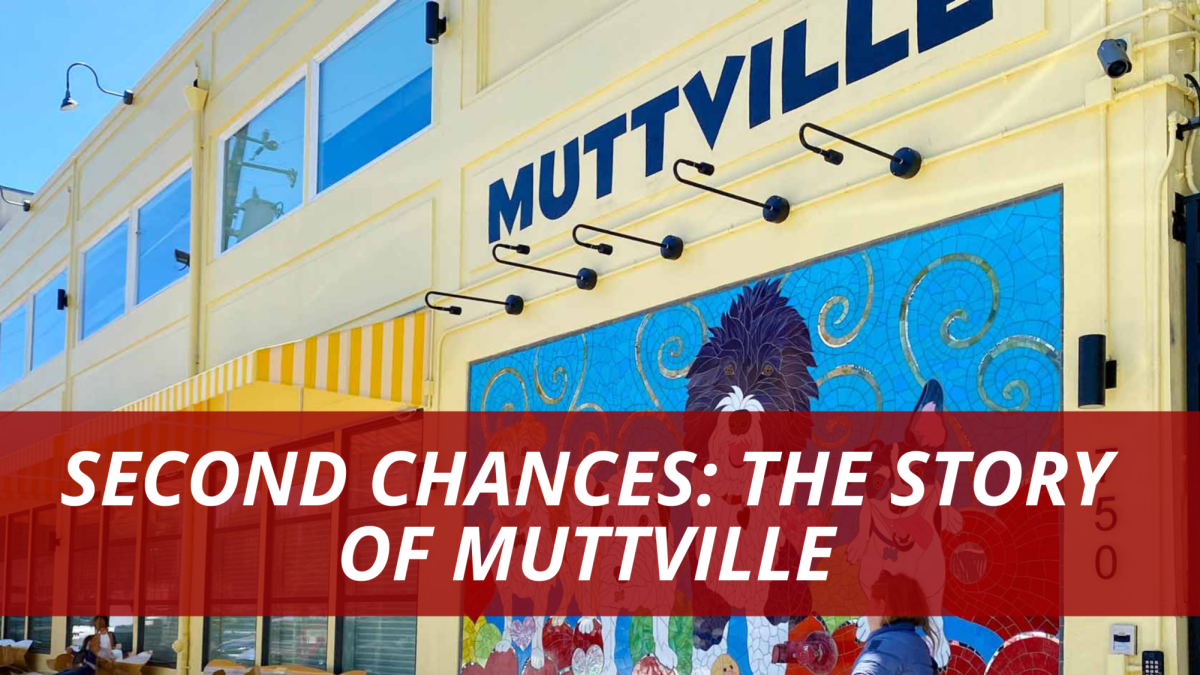 Second chances: The story of Muttville